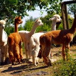 Jungtiere im Alpaka-Park Arendsee / Nordwestuckermark