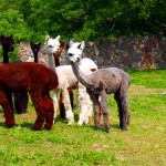 Alpakas werden hauptsächlich ihrer Wolle wegen gezüchtet. Wie hier im Alpaka-Park in Arendsee / Nordwestuckermark