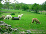Alpakas in der Uckermark