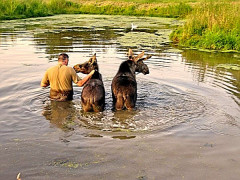 Mann in Teich mit zwei Elchen