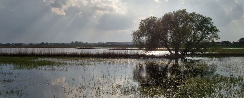 Baum Überflutung Polder Odertal