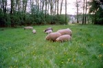 Schafe auf dem Ferienhof Tabakblüte