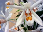 Orchideen auf der LaGa Prenzlau | Carolin Bucher
