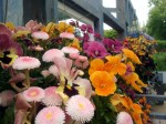 Blumenträume auf der LaGa Prenzlau | Carolin Bucher