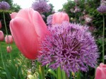 Tulpen und Zierzwiebeln auf der LaGa Prenzlau | Carolin Bucher