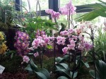 Orchideen auf der LaGa Prenzlau | Carolin Bucher