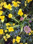 Gelbe Tulpen, Vergißmeinnicht und Allium bilden eine schöne Farbkombination | Carolin Bucher