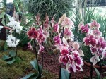 In den Hallen und Treibhäusern können auch Orchideen bewundert werden | Carolin Bucher