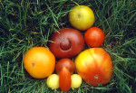 Tomatensorten aus dem VERN Greiffenberg