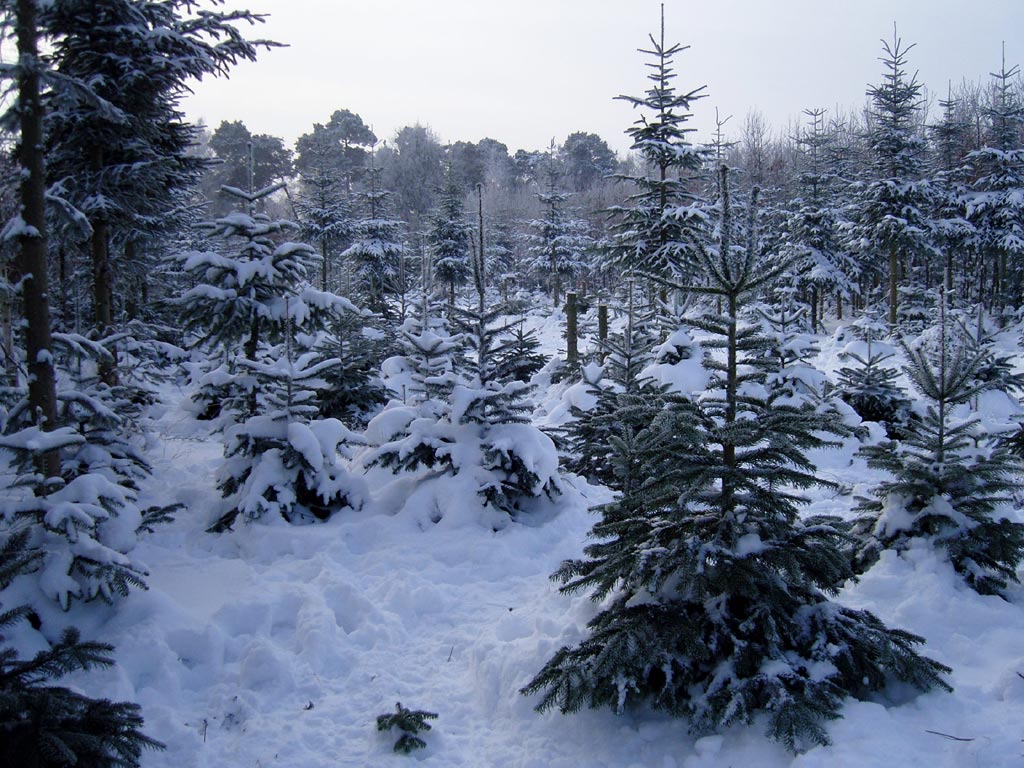 Weihnachtsbaum selbst schlagen in Kunow 2014