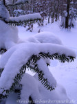 Schneebedeckter Ast vom Nadelbaum
