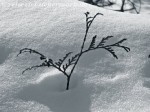 Lebensbaum Zweig im Schnee