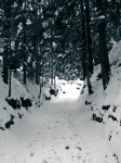 Hohlweg im Winterwald